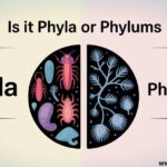 Is It Phyla or Phylums