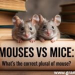Mouses vs Mice: What’s the Correct Plural of Mouse?
